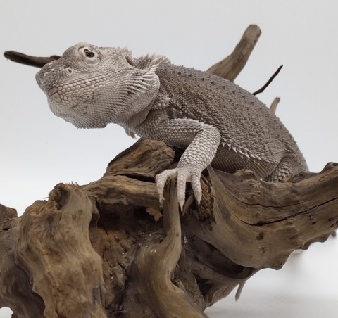 Polish_20240716_150040945