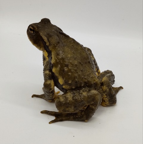 Polish_20240624_161555312