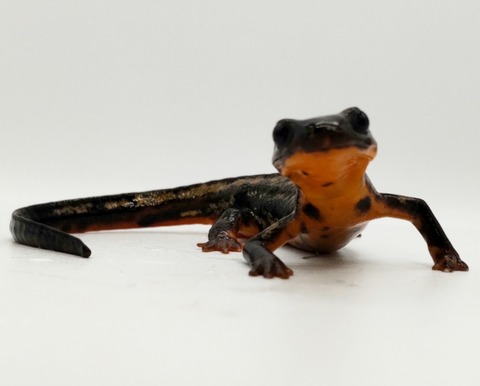 Polish_20250224_171556542