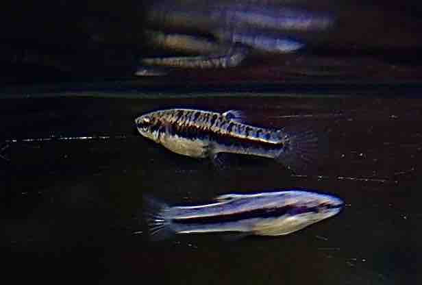 4月25日(金)熱帯魚入荷情報&在庫情報🐟 : かねだい足立店ブログ