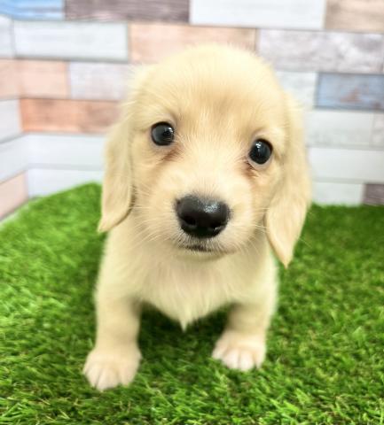 新しいわんちゃんの紹介です かねだい足立店ブログ