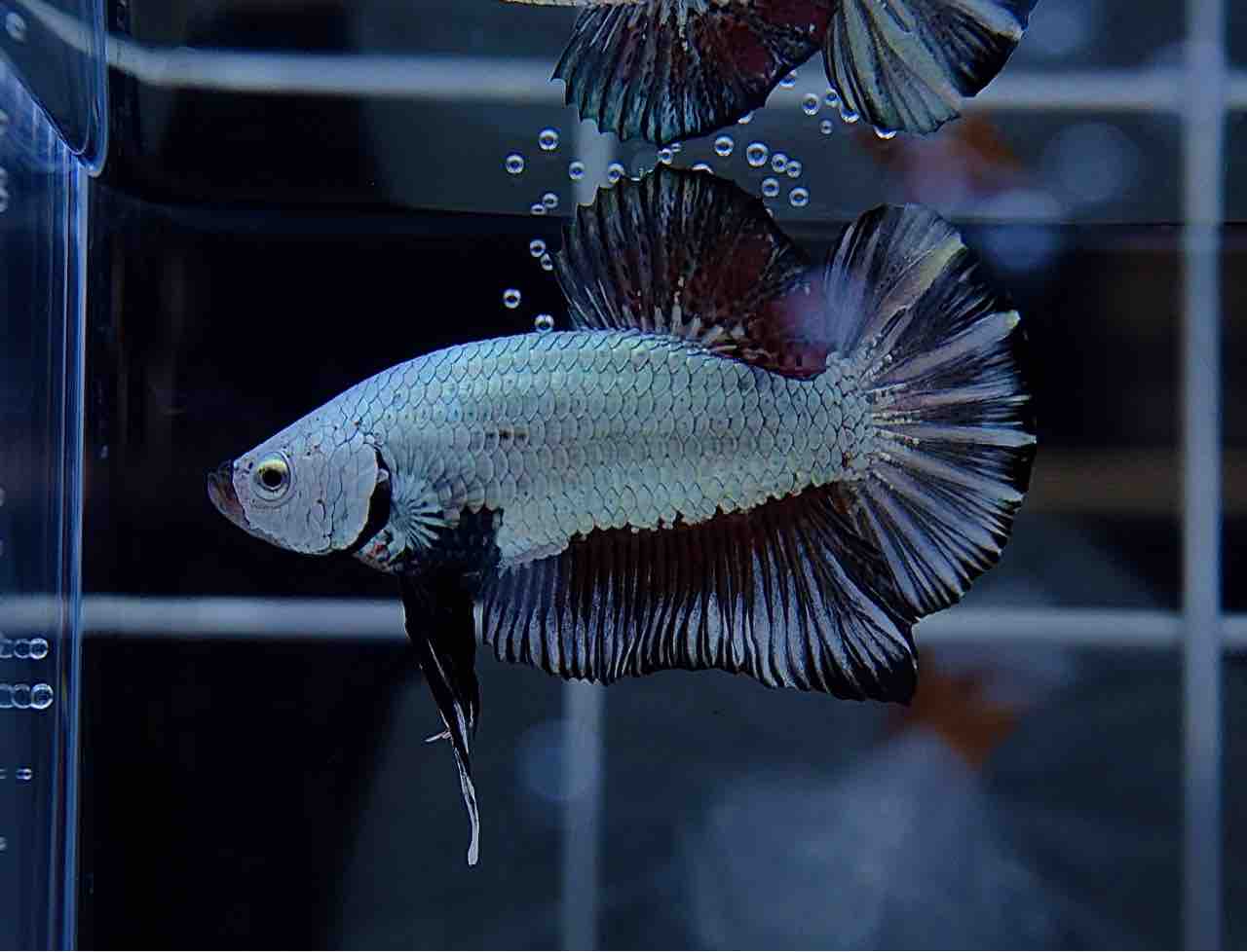 5月31日(土)熱帯魚入荷&在庫情報🐟 : かねだい足立店ブログ