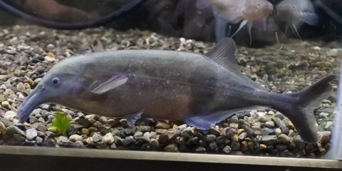 4月27日(水)熱帯魚オススメ情報(アフリカ便) : かねだい足立店ブログ