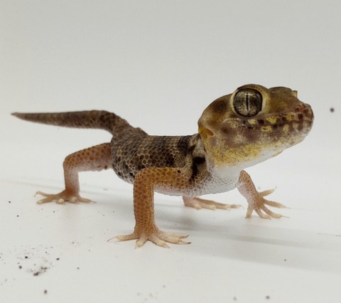 Polish_20240428_184253079