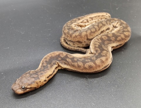 Polish_20240122_181237701