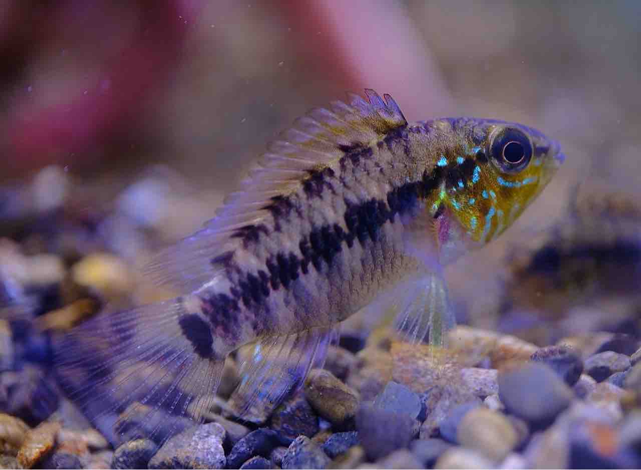 熱帯魚　決まりました。 5月3日までの熱帯魚入荷情報！ | かねだい東戸塚店のブログ