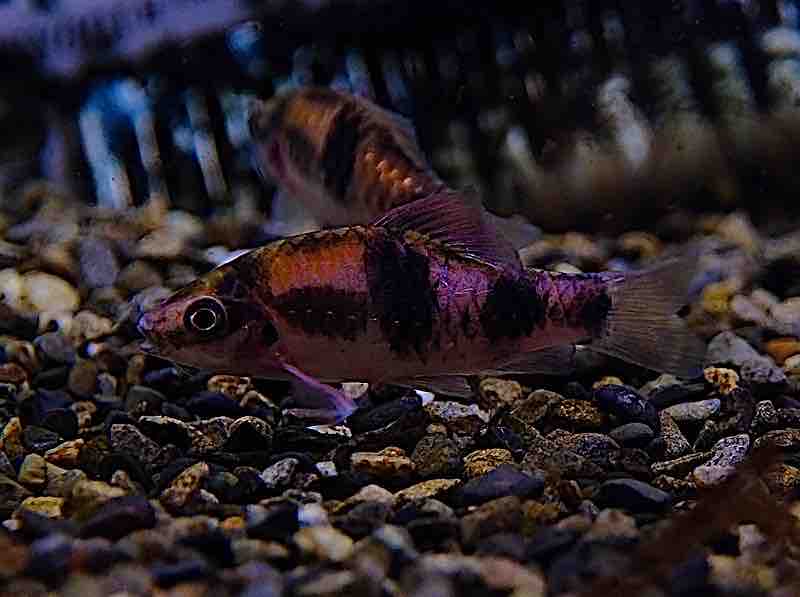 7月18日(金)熱帯魚入荷情報🐟 : かねだい足立店ブログ