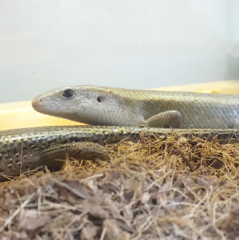 Polish_20250304_154949753