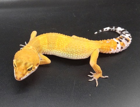 Polish_20231219_160140880