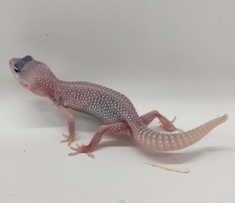 Polish_20240528_182808086