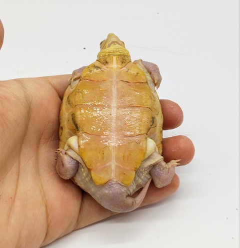 Polish_20240429_175113216