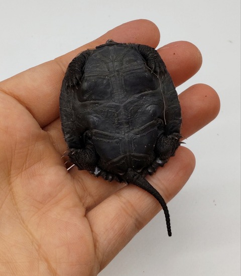 Polish_20240528_183840141