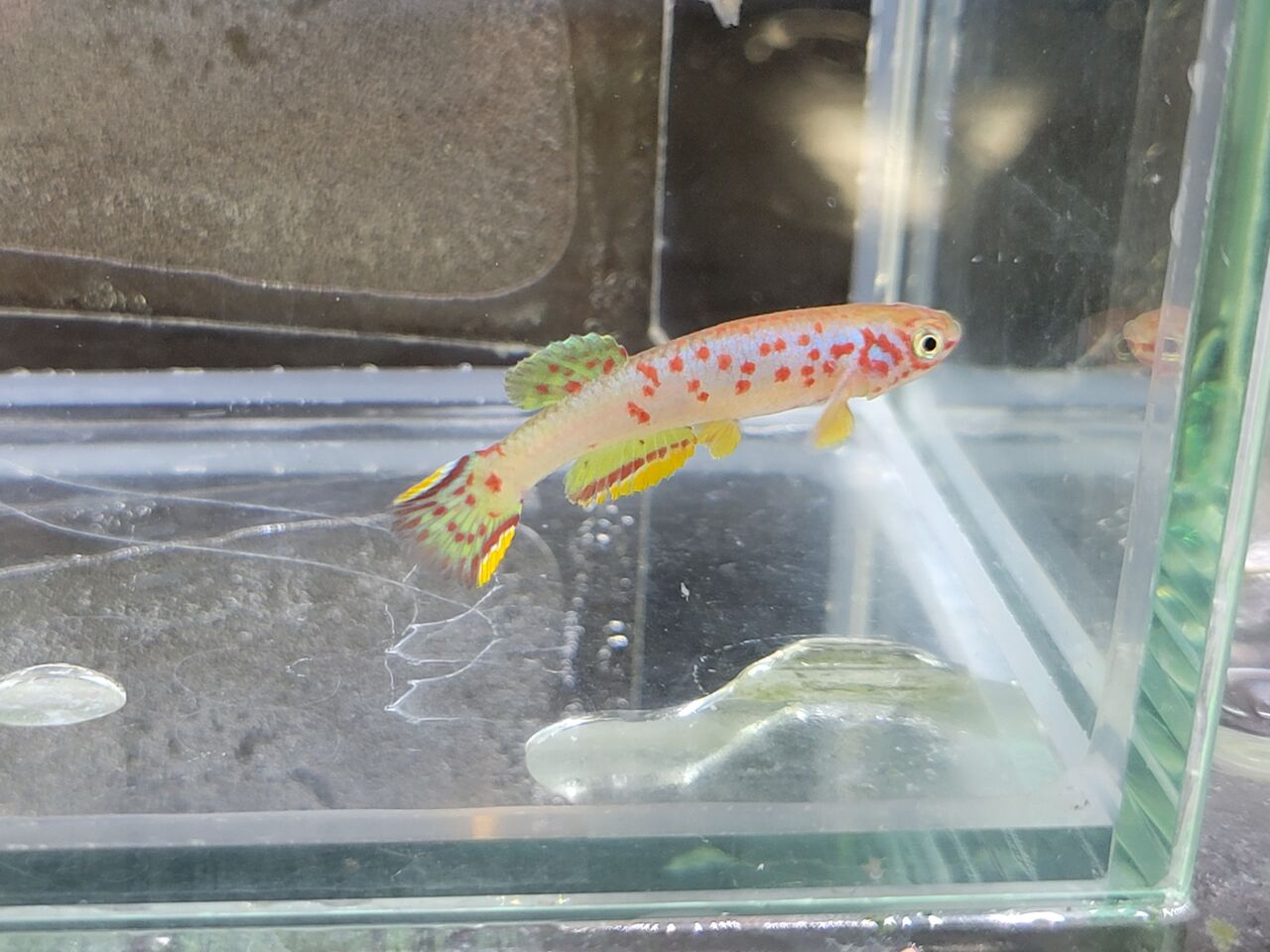 賜物 クレイジーセール 4月のギフト魚の水槽のサイフォンオーバーボックスエルフスタートのオーバーボックスサイフォン高光透過率での水槽のセルフスタート Applepress Ca