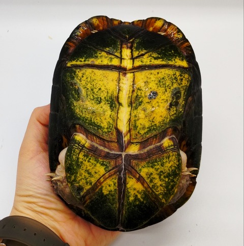 Polish_20240429_175946718