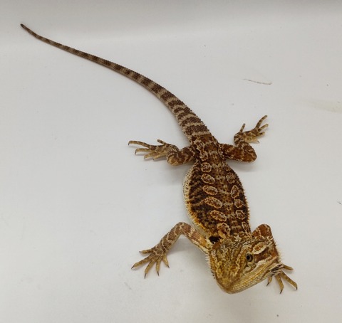 Polish_20240528_183556134