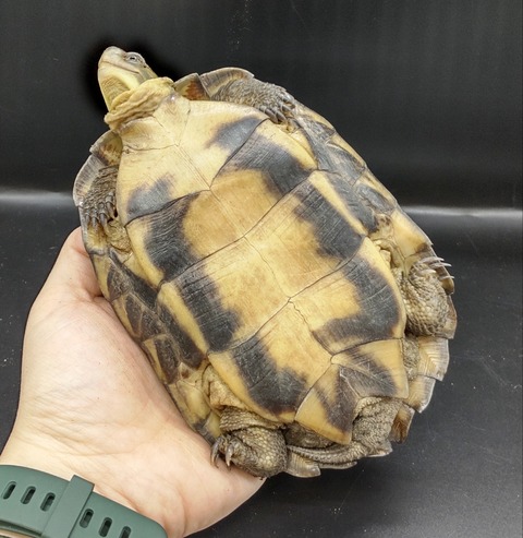 Polish_20230227_171034214