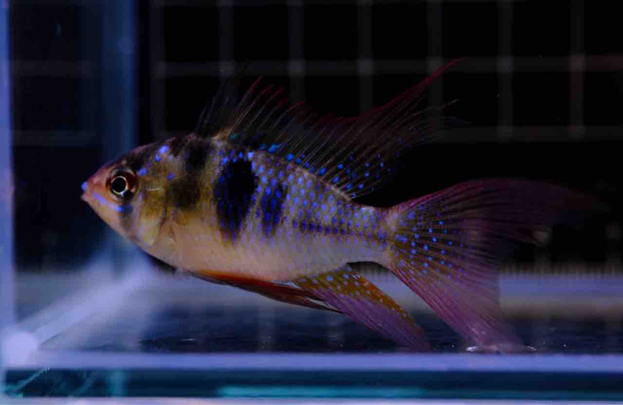 5月16日(木)熱帯魚入荷情報✨ : かねだい足立店ブログ