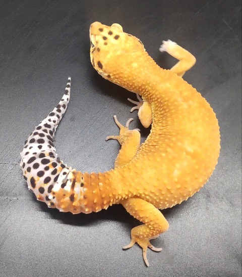 Polish_20231219_152208138