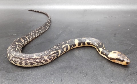 Polish_20240122_180652617