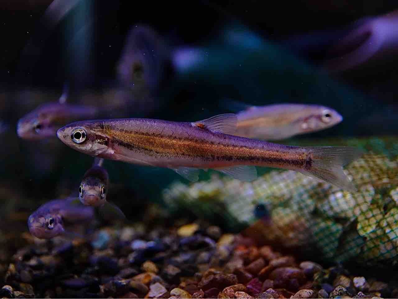 8月15日(金)熱帯魚入荷情報🐟 : かねだい足立店ブログ