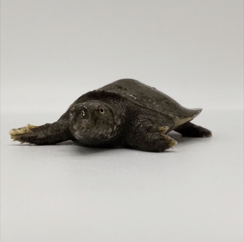 Polish_20240903_160035270