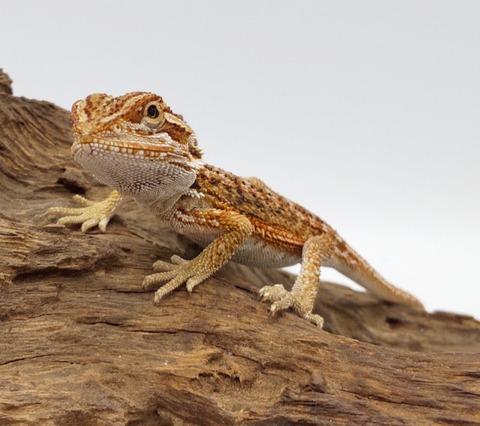 Polish_20240716_155235530