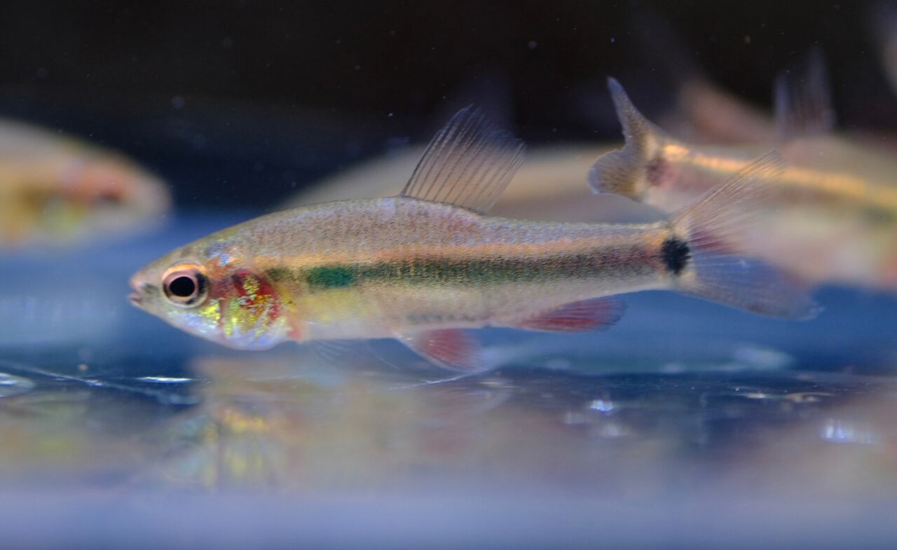 12月21日(水)熱帯魚入荷情報！ : かねだい足立店ブログ