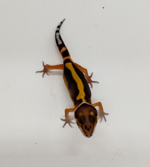 Polish_20240903_153024062