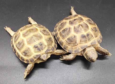 Polish_20231226_180527099