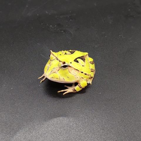 Polish_20231017_154109287