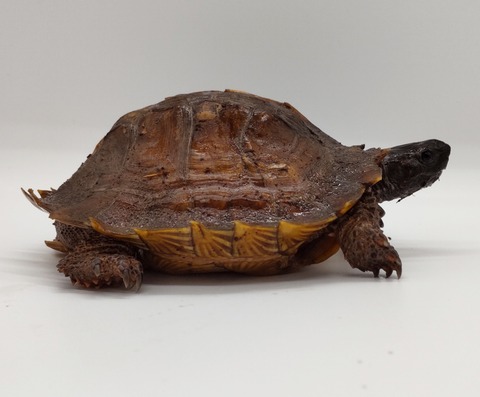 Polish_20240429_175411444