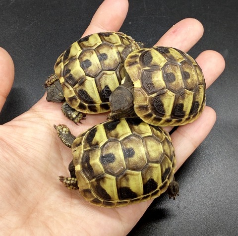 Polish_20231017_161544766