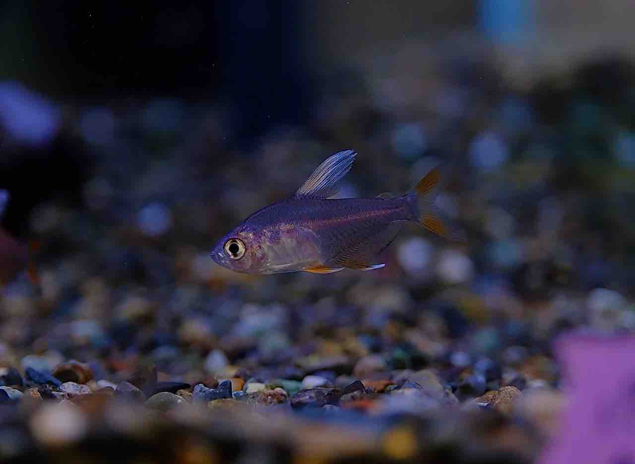 7月2日(木)熱帯魚入荷情報🐟 : かねだい足立店ブログ