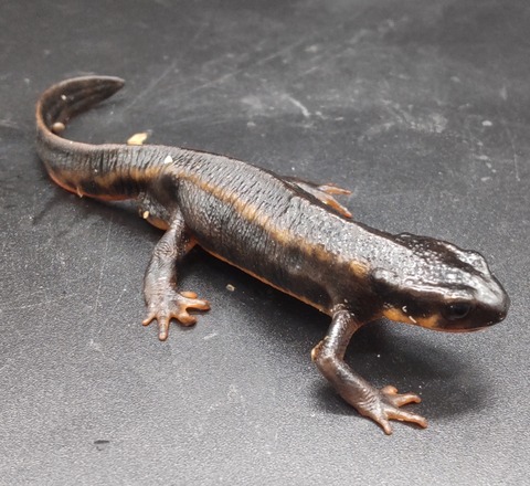 Polish_20231225_183155116