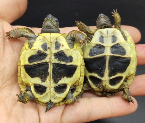 Polish_20231226_180613336