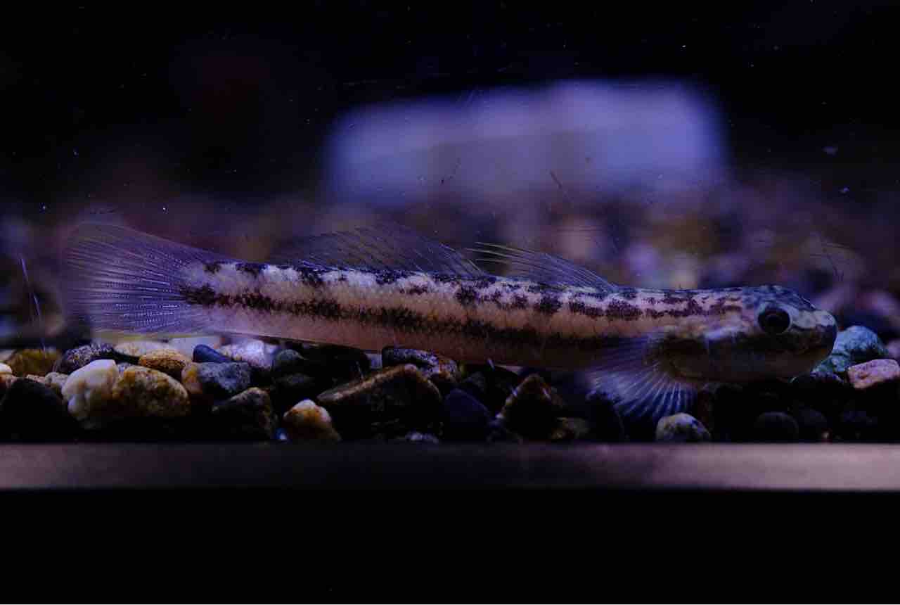 6月5日(木)熱帯魚入荷情報①🐟 : かねだい足立店ブログ