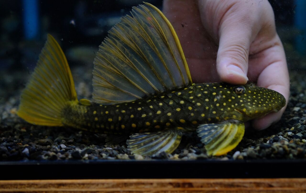 楽天市場】(ネオスセール)(熱帯魚 生体)ベタ デルタテール メス