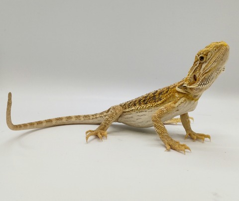 Polish_20240528_183004713