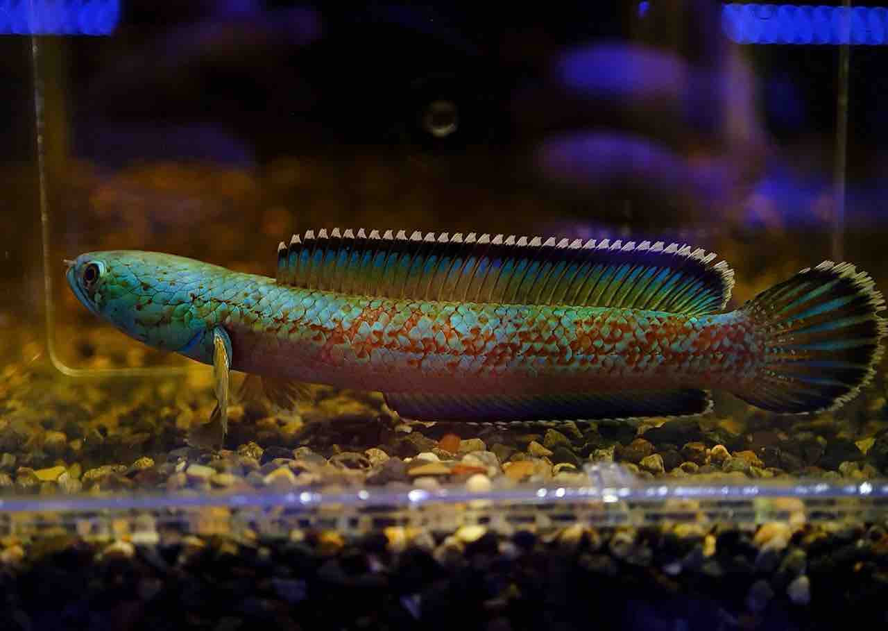5月8日(金)熱帯魚入荷情報🐟 : かねだい足立店ブログ