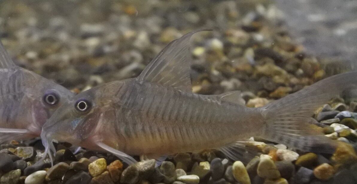 6月25日(土)熱帯魚入荷情報♪ : かねだい足立店ブログ 6月25日(土)熱帯魚入荷情報♪ : かねだい足立店ブログ