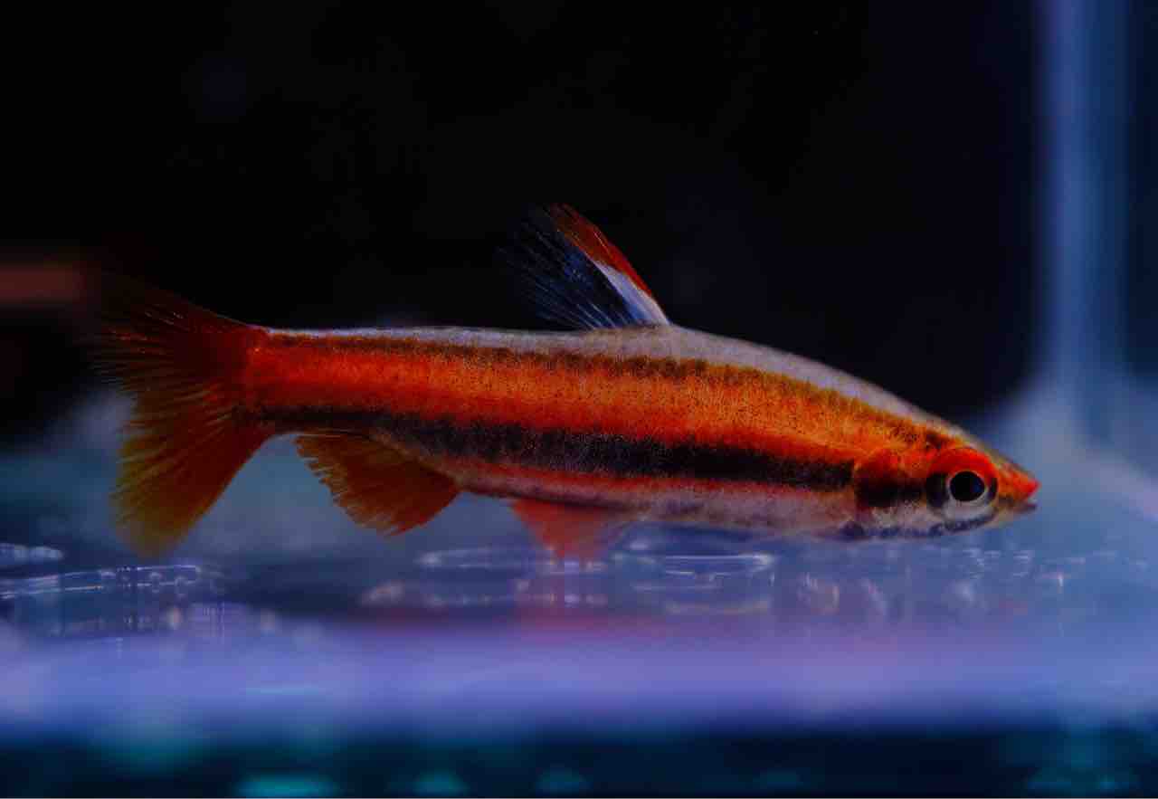 熱帯魚様 ベタ クラウンテール オス オレンジ 01M0408-018 熱帯魚 生体