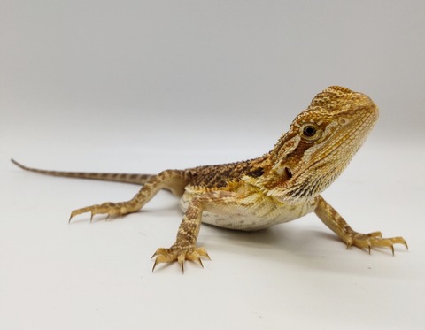 Polish_20240528_183514833