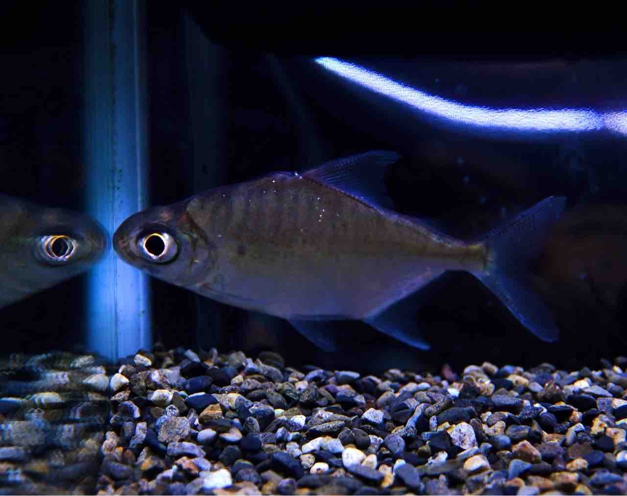 9月13日(金)熱帯魚入荷情報 : かねだい足立店ブログ