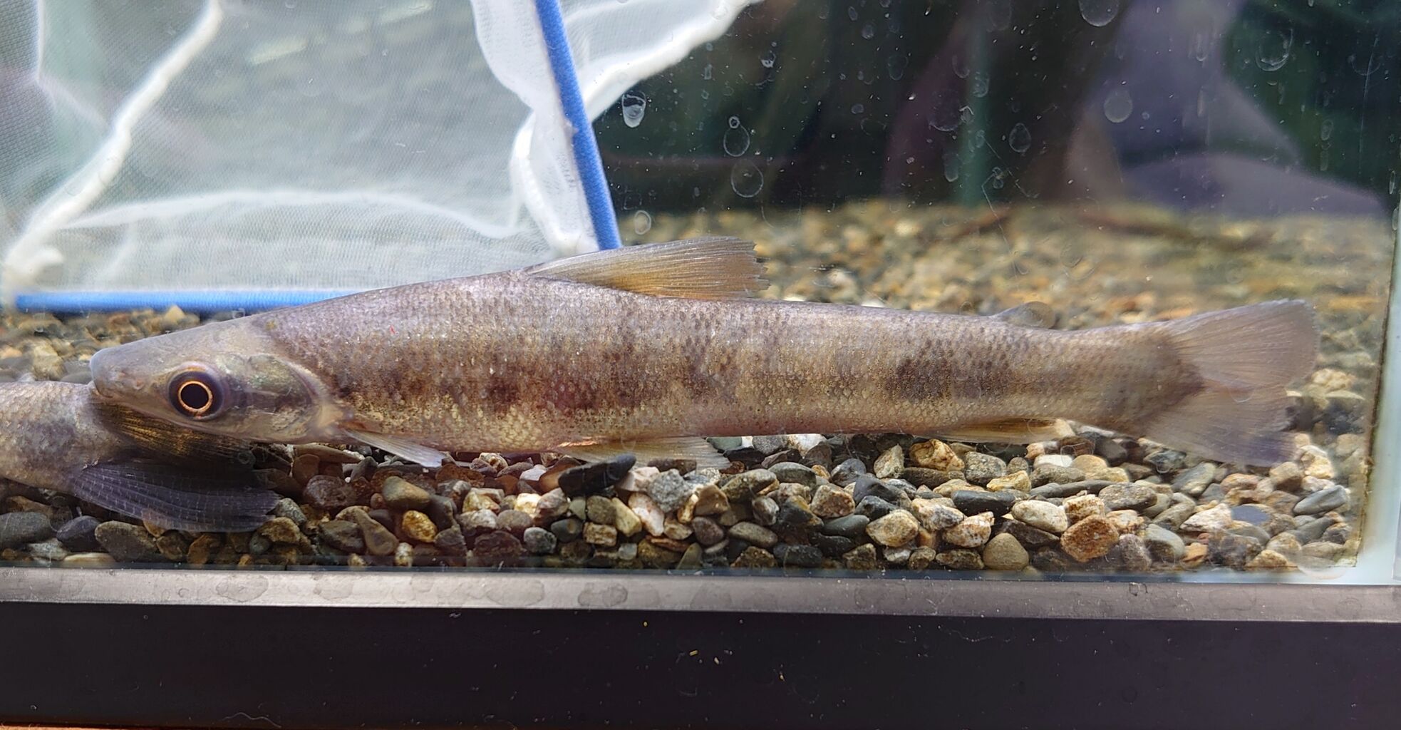 10月14日 金 熱帯魚入荷情報 中型カラシン充実 かねだい足立店ブログ 10月14日 金 熱帯魚入荷情報 中型カラシン充実 かねだい足立店ブログ