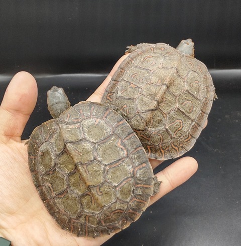 Polish_20230227_171222489