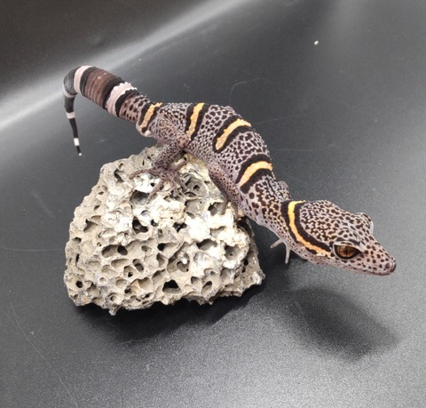 Polish_20230418_144212629