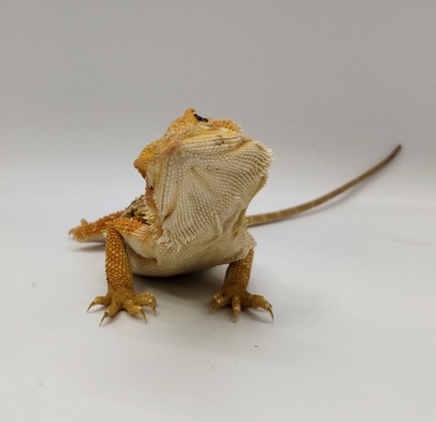 Polish_20240528_183345991