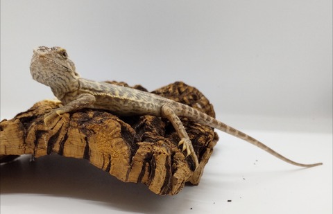 Polish_20240918_163433463