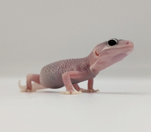 Polish_20240528_182728479