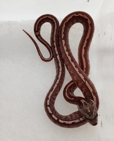 Polish_20240918_161638052